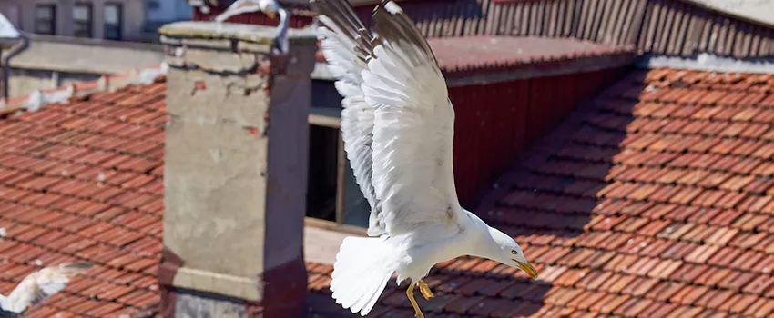 Residential Chimney Animal Removal Solution in Union City, CA